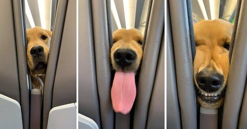 Goofy Puppy Turns International Flight Into A One-Dog Comedy Show