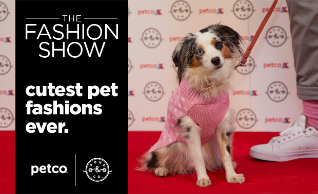 THE FASHION SHOW - Cutest pet fashions ever.