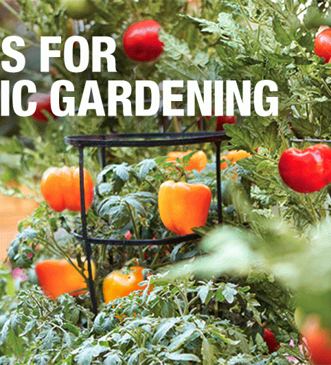 3 RULES FOR ORGANIC GARDENING LEARN MORE