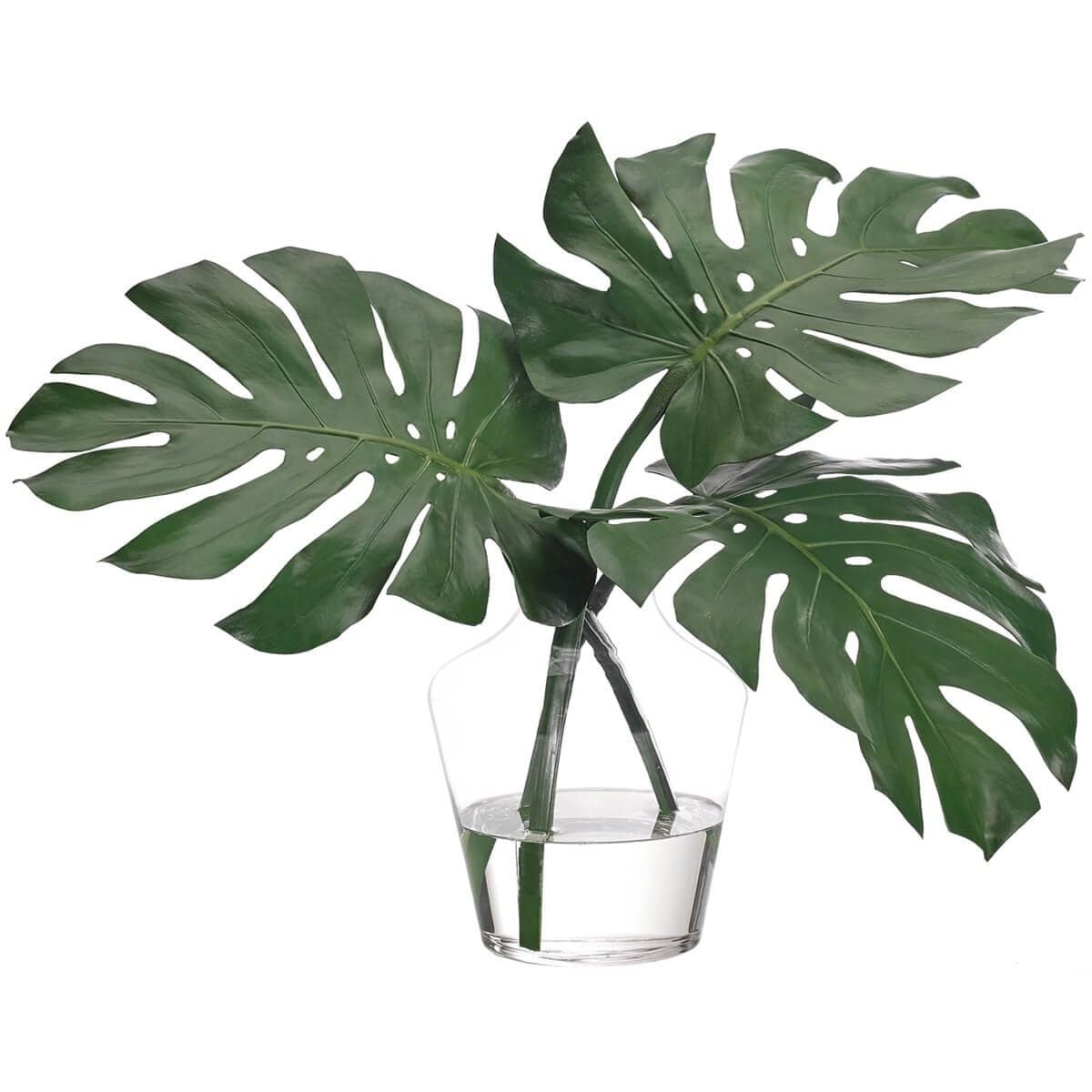 Image of Monstera Leaf in Glass Vase
