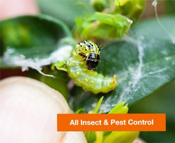 ALL INSECT & PEST CONTROL