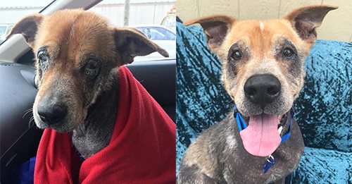 Update: Pup Who Lost His Fur To Neglect May Be “Less Adoptable,” But Not Unlovable