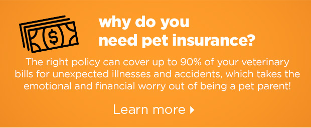 Why do you need pet insurance? The right policy can cover up to 90% of your veterinary bills for unexpected illnesses and accidents, which takes the emotional and financial worry out of being a pet parent! Learn more >