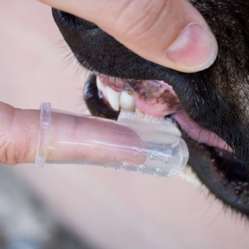 Image of FREE!! “Invisible” Finger Toothbrush: Perfect for Dogs Who Hate Brushing
