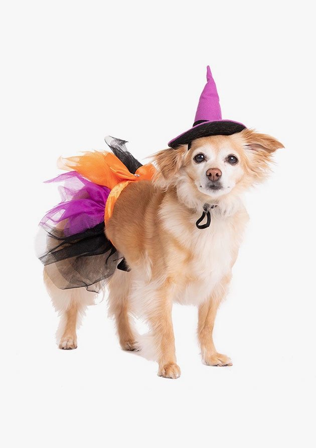 Pet Halloween Witch Costume