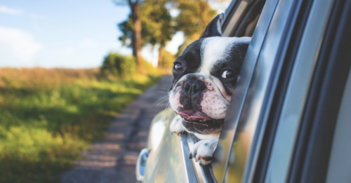 Get Paid To Travel With Your Pup And Post To Social Media. Snaptrip Seeks “Furrfluencers”!