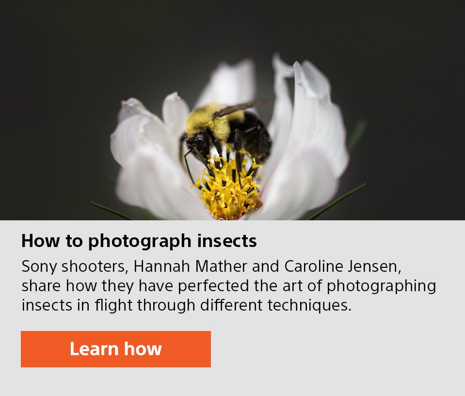 How to photograph insects | Sony shooters, Hannah Mather and Caroline Jensen, share how they have perfected the art of photographing insects in flight through different techniques. | Learn how