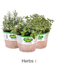 HERBS