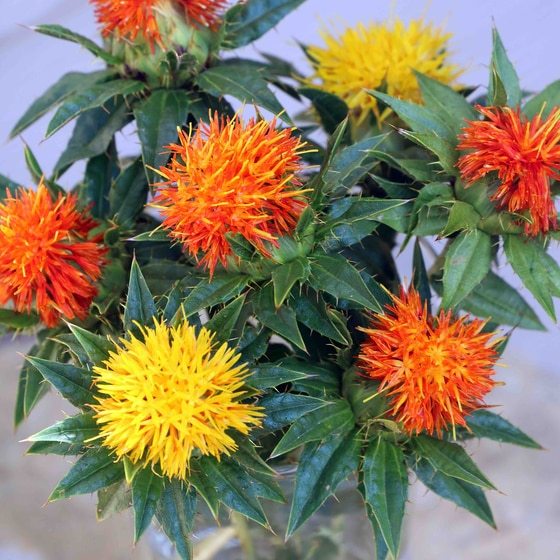 ‘Lorenzo Trussoni Heirloom’ Safflower