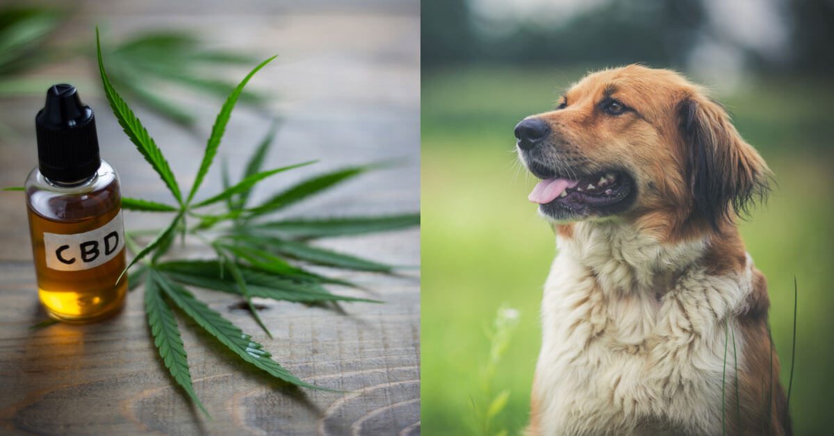 No, CBD is Not Marijuana. Here’s Why It’s Safe, Legal, & Healthy for Your Dog