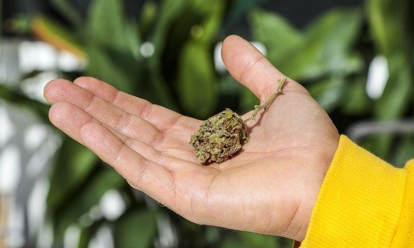 Cannabis Is Now Officially Recognized as Medicine