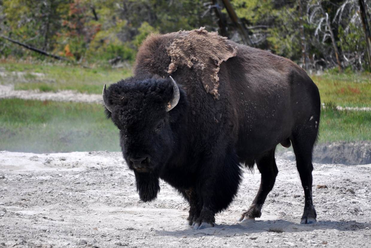 Woman Gored by Bison in Yellowstone Suffers Injuries