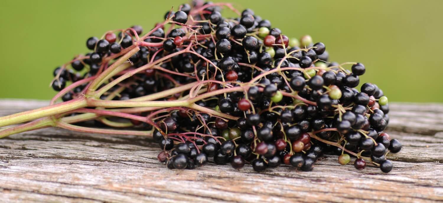 Three Potent Flavonoids Found in Elderberry
