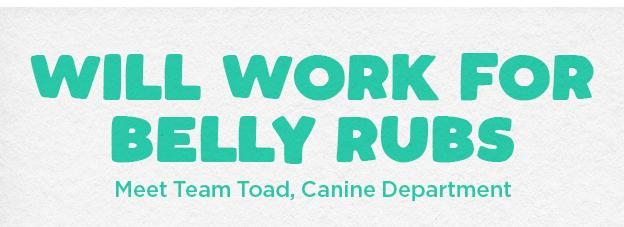 Will Work For Belly Rubs - Meet the Toad&Co Canine Department