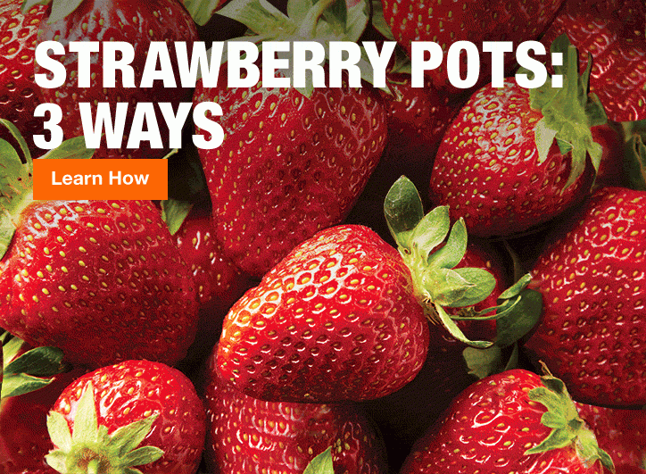 STRAWBERRY POTS: 3 WAYS Learn How