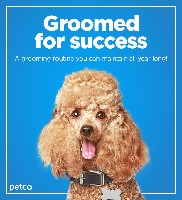 Groomed for success. A grooming routine you can maintain all year long! 