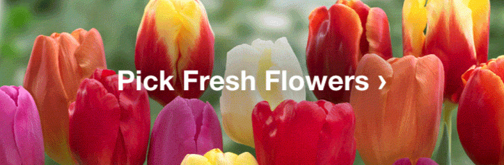 PICK FRESH FLOWERS