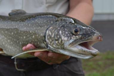 How to Fish for Lake Trout