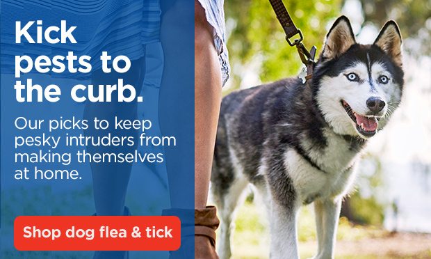 Kick pests to the curb. Our picks to keep pesky intruders from making themselves at home. Shop dog flea & tick.