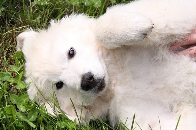 6 Surprising Issues A Probiotic Can Help Your Dog Cope With