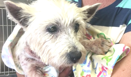 After 11 Years In A Puppy Mill, Rescued Senior Dog Finally Rests In A Bed
