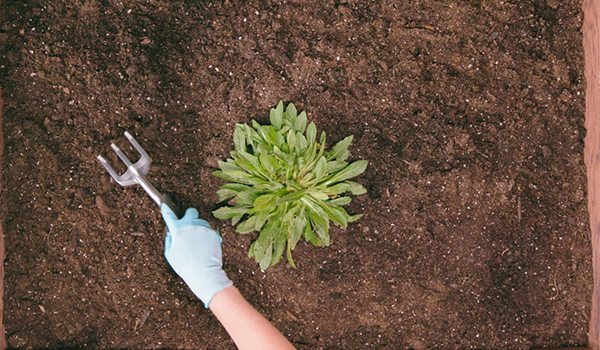 5 Must-Have Gardening Tools