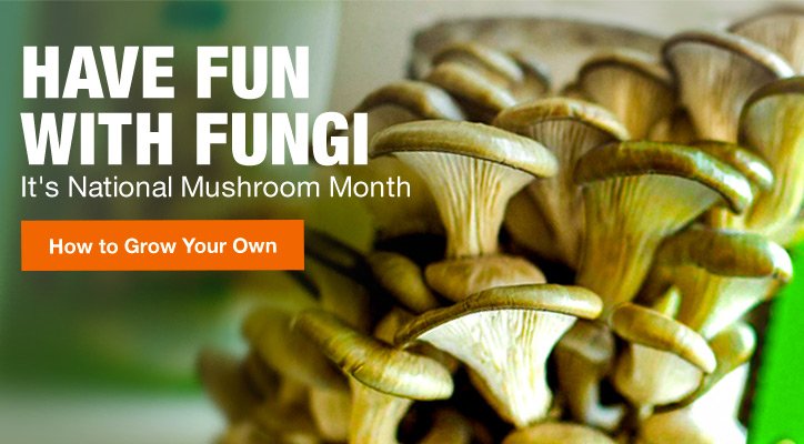 HAVE FUN WITH FUNGI HOW TO GROW YOUR OWN