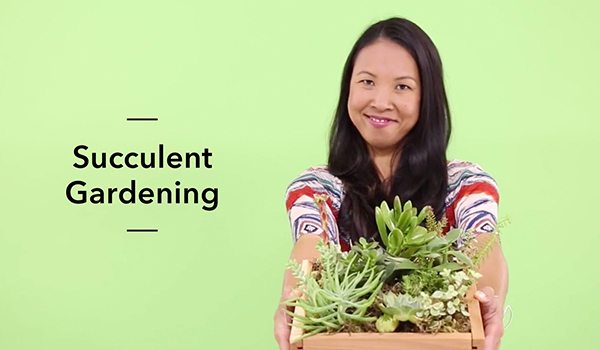 Succulent Gardening