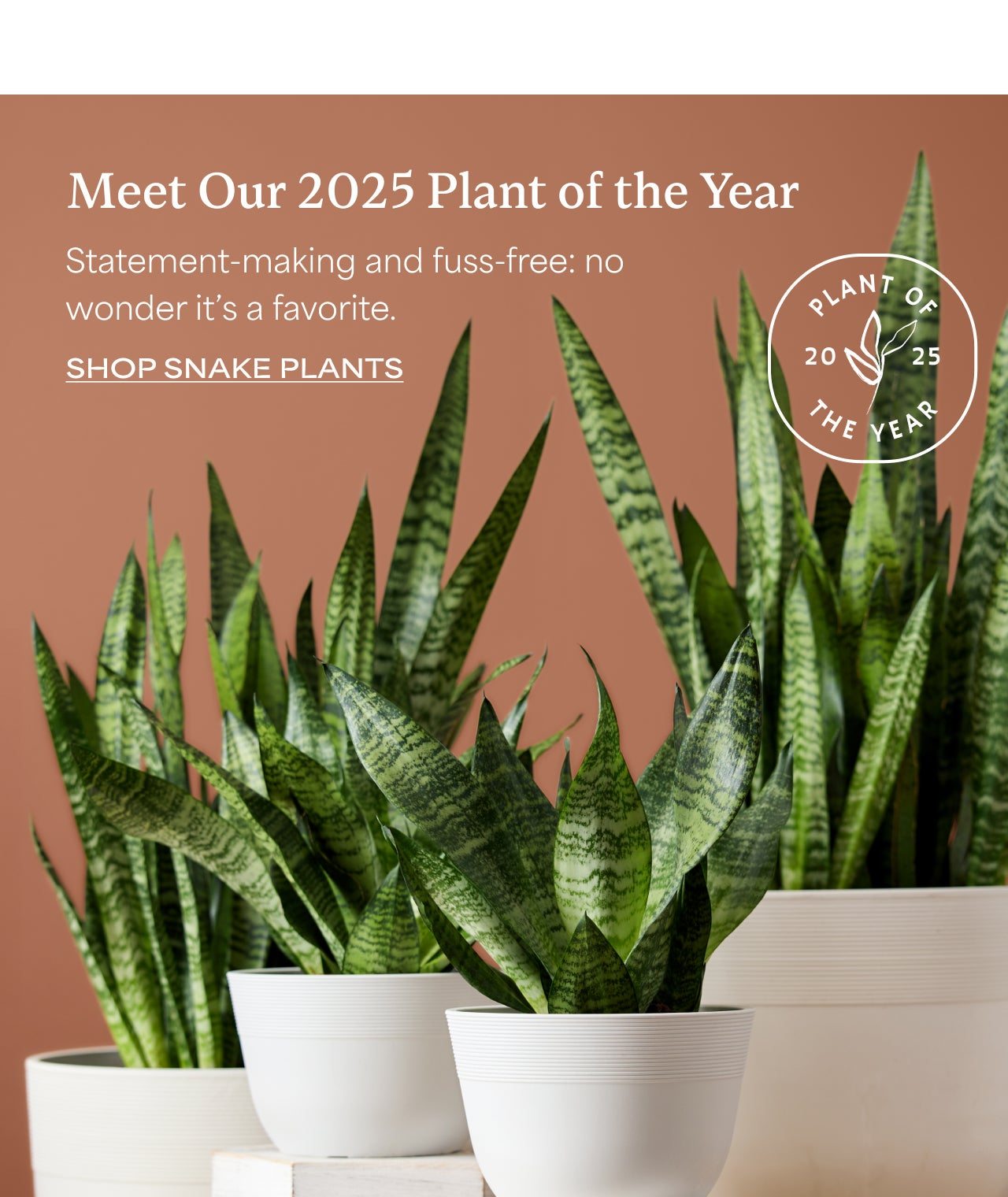 Meet Our 2025 Plant of the Year | Shop Snake Plants