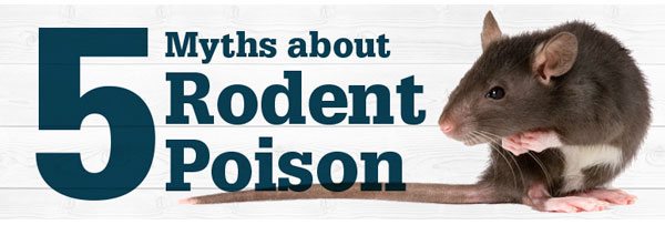 5 Myths about Rodent Poison
