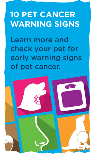 10 Pet Cancer Warning Signs.