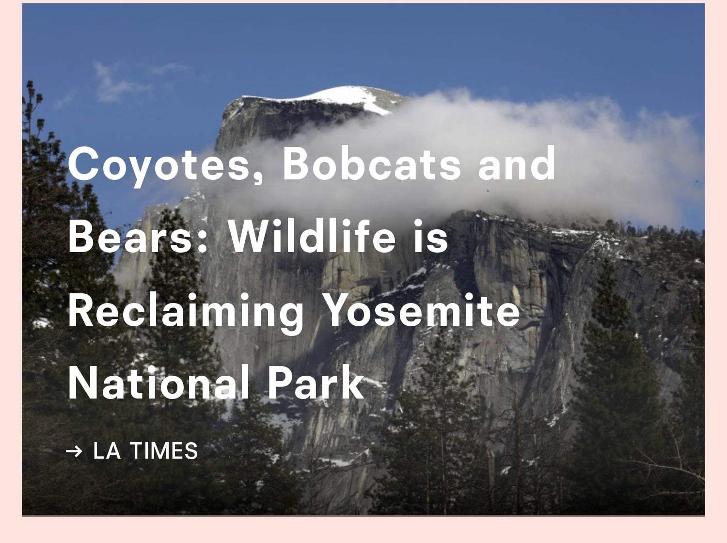 Wildlife is reclaiming Yosemite National Park