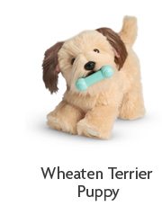 Wheaten Terrier Puppy