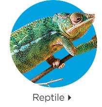 Reptile.
