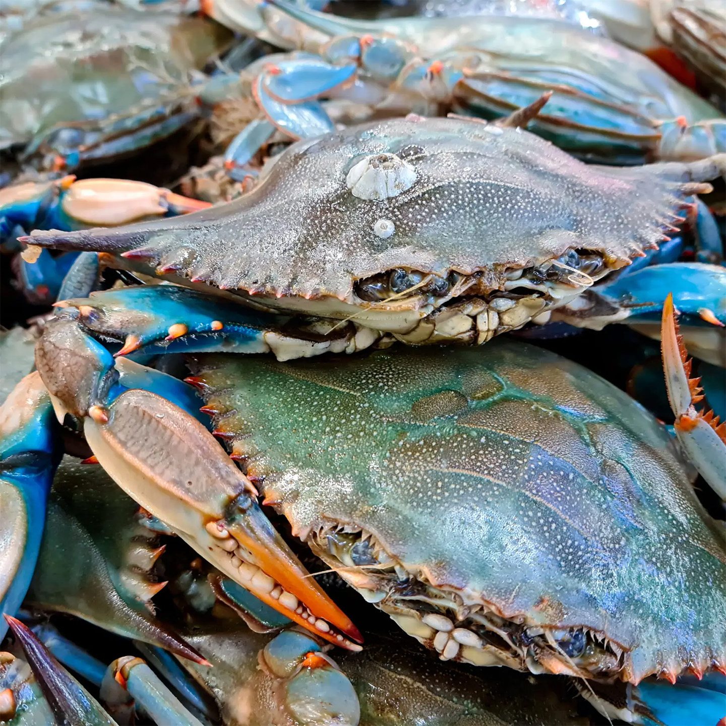 How to Eat a Blue Crab