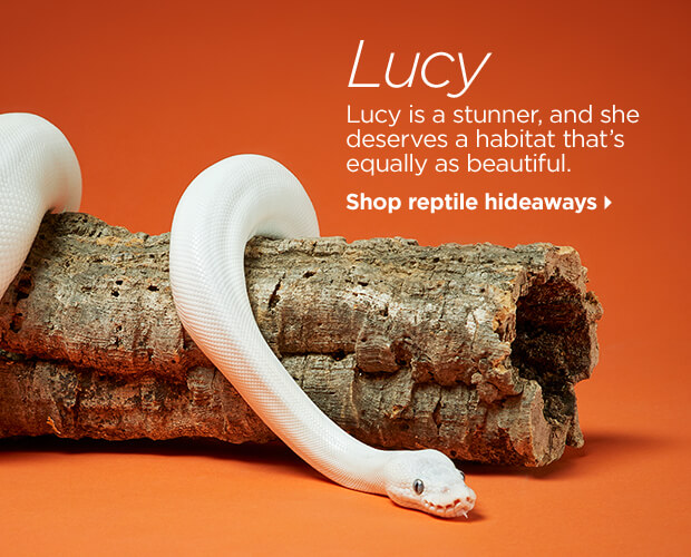 Lucy. Lucy is a stunner, and she deserves a habitat that’s equally as beautiful. Shop reptile hideaways.