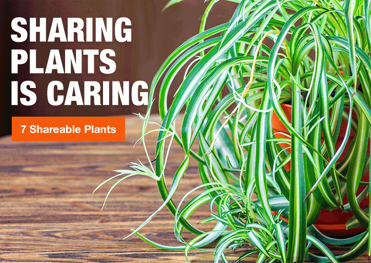 SHARING PLANTS IS CARING 7 SHAREABLE PLANTS