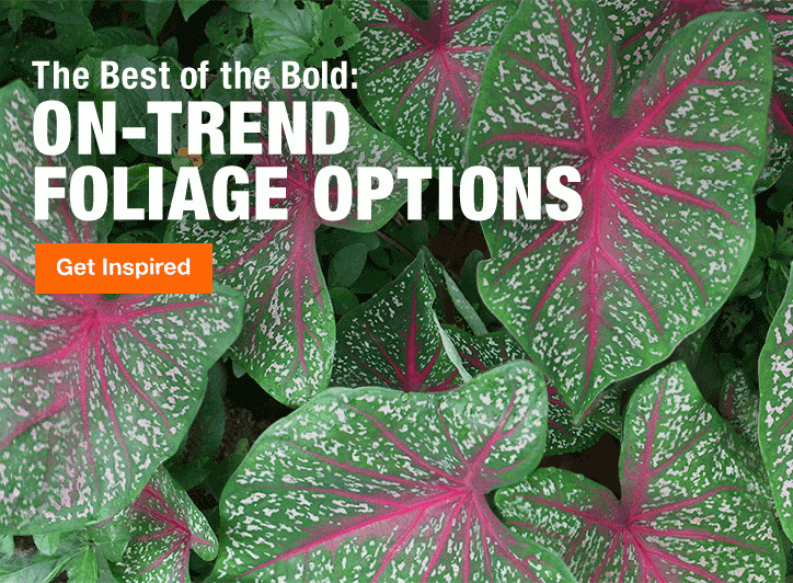 ON-TREND FOLIAGE OPTIONS GET INSPIRED