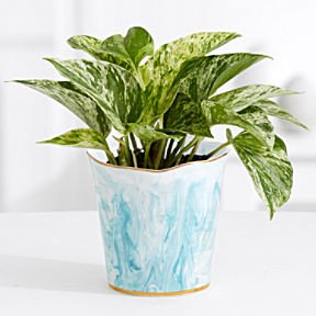 White Marble Pothos