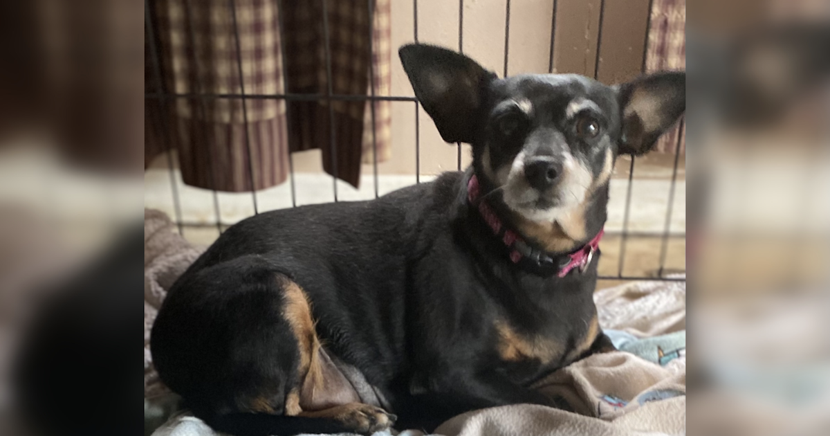 You Helped A Senior Chihuahua Reach Her Weight Loss Goals