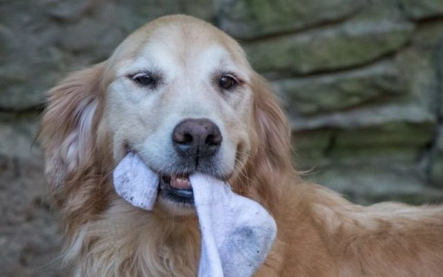 Why Do Dogs Love To Steal Your Dirty Laundry?