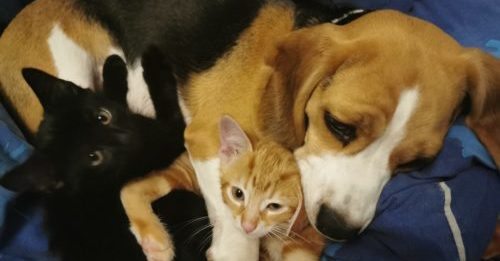 Beagle Appoints Herself Surrogate Mom of Two Kittens