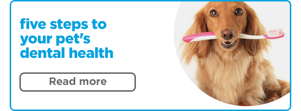 Five steps to your pet's dental health. Read more >