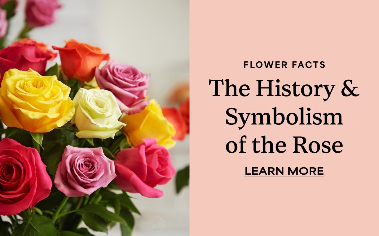 THE HISTORY & SYMBOLISM OF THE ROSE