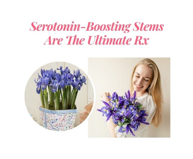 Serotonin-Boosting Stems Are The Ultimate RX