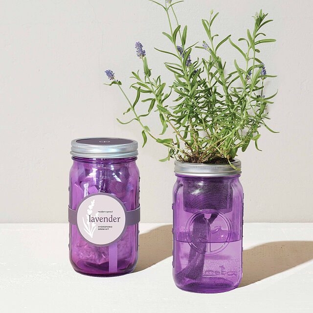 Mason Jar Lavender Grow Kit