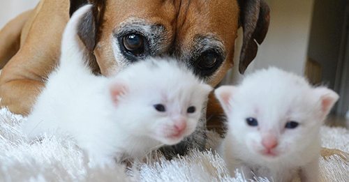 Cat-Loving Boxer & Her Two Feline BFFs Team Up To Foster Kittens In Need