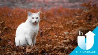 How to Think Like a Cat, With Humorist Stéphane Garnier 