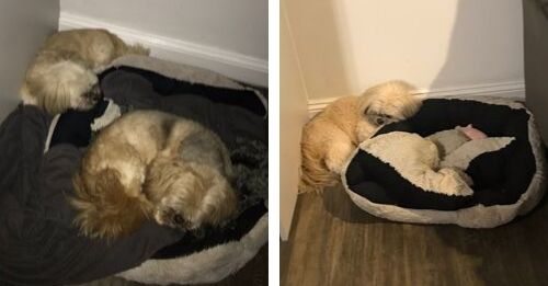 Dog Lost His Best Puppy Friend 1 Year Ago, & Still Saves Him A Spot On Their Bed
