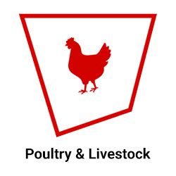 PoultryLivestock